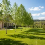 Greitai augantys medžiai: žalias kiemas ir privatumas per kelis sezonus