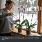 Orchidėjų laistymas: Kaip suprasti, ko iš tikrųjų nori jūsų gėlė?