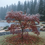 Plaštakinis klevas: Rytų estetika ir iššūkiai Lietuvos klimato zonoje