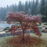 Plaštakinis klevas: Rytų estetika ir iššūkiai Lietuvos klimato zonoje