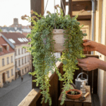 Morgano šilokas: Svyrančių sukulentų karalius ir jo auginimo paslaptys