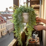 Morgano šilokas: Svyrančių sukulentų karalius ir jo auginimo paslaptys