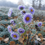 Rudeninis astras: Ryškus žydėjimas prieš pirmąsias šalnas