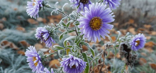 Rudeninis astras: Ryškus žydėjimas prieš pirmąsias šalnas