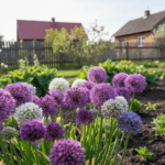 Dekoratyviniai česnakai: kada sodinti, kad pavasarį gėlynas sprogtų spalvomis