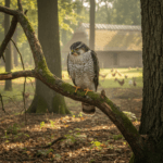 Vanagas: miškų šešėlis ir kiemo valdovas, keliantis pagarbią baimę