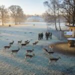 Danieliai: Didingi Parkų Gyventojai ir Auginimo Perspektyvos Lietuvoje