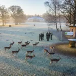 Danieliai: Didingi Parkų Gyventojai ir Auginimo Perspektyvos Lietuvoje