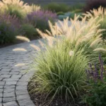 Smailiažiedis lendrūnas 'Overdam': Margalapis sodo architektas ir stiliaus ikona