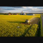 Rapsų verslas Lietuvoje: technologijos, rinka ir pelningumo strategijos