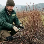 Šilauogių genėjimas pavasarį: kaip suformuoti krūmą, kad uogos būtų stambios, o derlius stebintų