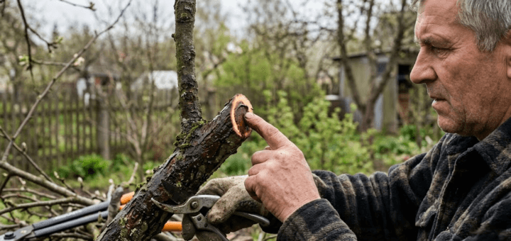 Sodo tepalas ir genėjimo žaizdos: subtilybės, kurių dažnai nepaiso net patyrę sodininkai