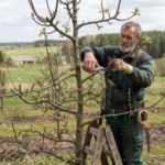 Taisyklingas kriaušių vainiko formavimas ir genėjimas