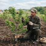 Migdolų auginimas Lietuvoje: Praktiniai patarimai ir veislių pasirinkimas